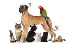 featured-banner-pet-animal