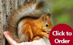 Pet-name-for-cat-238×146